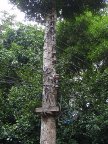 Living Utility Pole.JPG (78 KB)